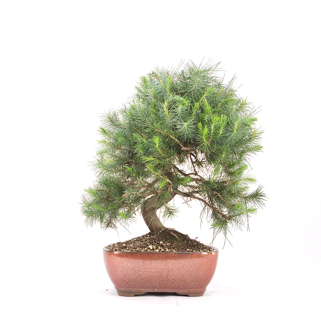 Aleppo-Kiefer 'Pinus halepensis'